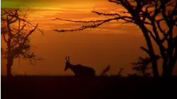 Refugees of Laikipia