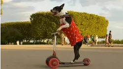 Terriers