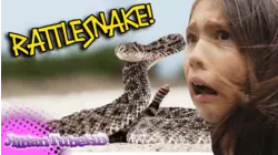 The Tube Family Finds A Rattlesnake!