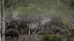 The Dark Jungle: Equatorial African Forests