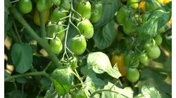 Made in New Jersey: The science behind New Jersey's world-famous tomatoes