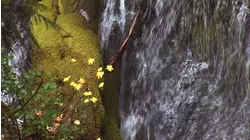 Panther Creek Falls, Washington featuring Chris Standring