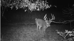 Big Bucks in Illinois