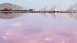 Camargue's White Gold