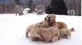 We Heart Animals