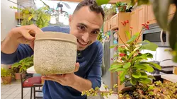 How to plant spring bulbs this autumn (or grow them indoors this winter!)