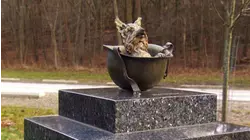 Smoky the Yorkie and More