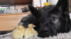 Pet Obsessed | Pampered Pets