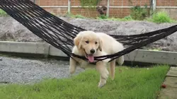 Lazy Bone