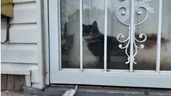 Neighbors frustrated by city's handling of cat rescue in Mill Basin