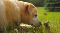 Unlikely Pet Friends