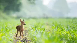 Nature Scenes Baby Animals: Deer, Tapir, Capybara, Baboon