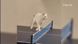 Top 20 Athletic Pets | Best Pets Of The Year 2021