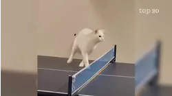 Top 20 Athletic Pets | Best Pets Of The Year 2021