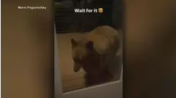 Bear breaks into Colorado home twice