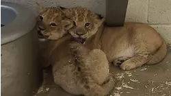 TODAY Reveals the Names for New Lion Cubs at Turtle Back Zoo