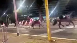 Horses Spooked by Fireworks in Rome; Several Riders Injured