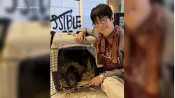 Pig seen wandering LA streets finds forever home with 17-time Oscar nominee