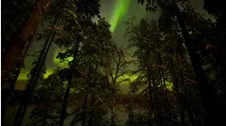 Nature's Networks