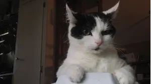 Shedding
