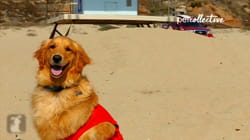 Channel Chasers | Federal Bureau of Pet Investigation's Most Wanted