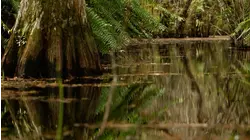 How To Do Swamp Walk Photography