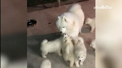 Spectacular Samoyed Dogs