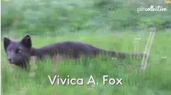 Amazing Animal Actors | Pets Translated