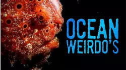 Ocean Weirdos