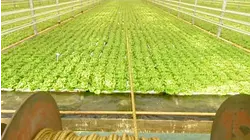 Hydroponic Lettuce