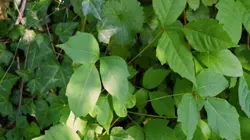 Poison ivy season underway as doctors share prevention and treatment tips