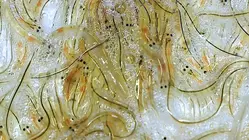 Why Spanish Baby Eels Are So Expensive