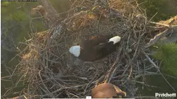 Southwest Florida Eagles Welcome Their First Egg!