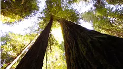 Prairie Creek Redwoods State Park, California featuring Simon Wahl,Gabriel Mark Hasselbach, Brian Simpson
