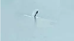 Mermaid in Nashville and More