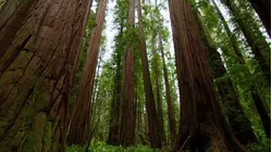 7 Natural Wonders of America': Redwood National and State Parks