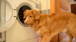 Pet Obsessed | Workaholics