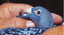 Why Racing Pigeons Are So Expensive