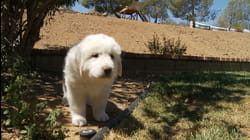 Puppy Love | Ep. 1.4