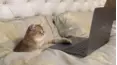 Animals Unscripted