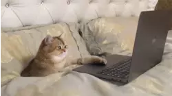 Shampooch