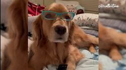 Cool Dogs