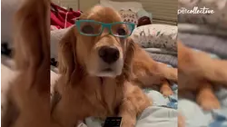 Cool Dogs