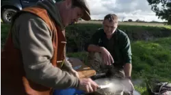 Wildfowl, Goose and Mallard