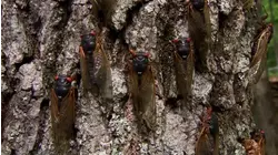 Dog Doctors, Animal Architects