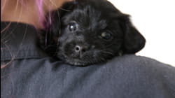 Puppy Love | Ep. 1.6