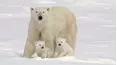Baby Animals and Friends