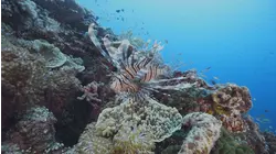 Lionfish: New Pirates of the Caribbean