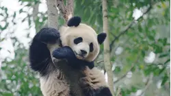Pandas: A Journey of Growth