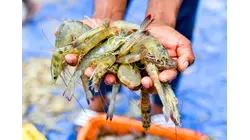 How India Took Over America's Shrimp Supply